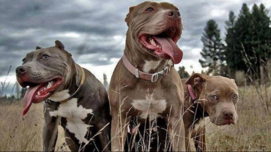 Bialet Massé: una mujer fue ferozmente atacada por tres perros de raza Pitbull