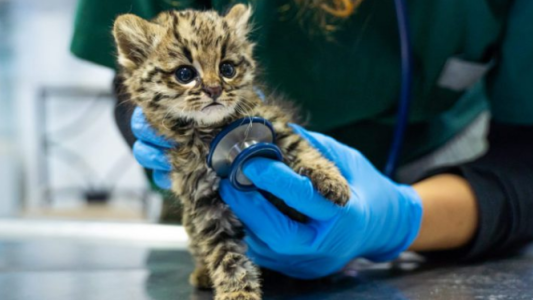 Un “Hospital de Animales” en Nueva Córdoba: El Centro de Rescate de Fauna Silvestre del Parque de la Biodiversidad