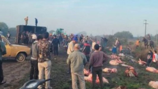 Volcó un camión con 50 vacas en Santa Fe y los vecinos las faenaron en el lugar