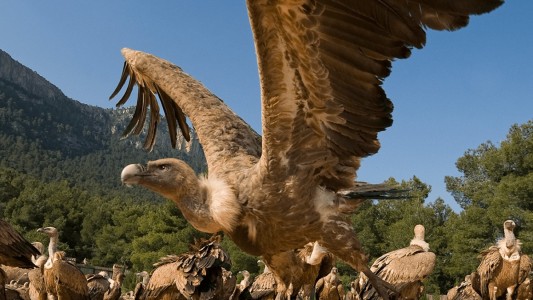 Murieron envenenados 150 buitres en peligro de extinción