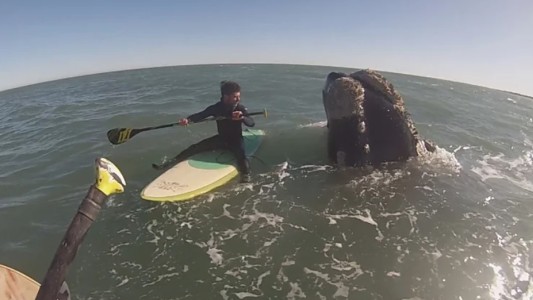 "Nunca tuvimos miedo": deportistas se toparon con ballenas en Monte Hermoso