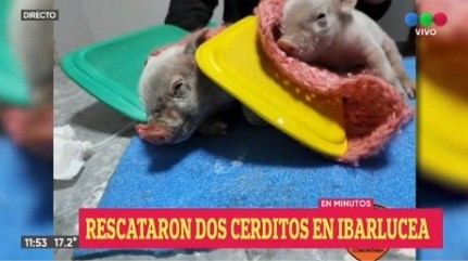 Video: La policía rescató de un incendio a cerditos recién nacidos