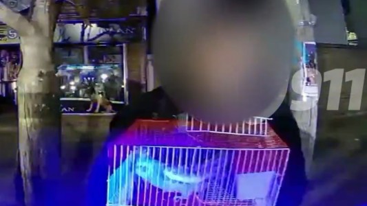 Insólito: robaron tres loros de una veterinaria junto con sus hijos