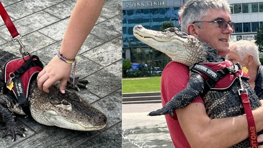 Una niña pasea su caimán de “apoyo emocional”