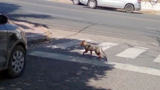 Buscan a un zorro suelto en Nueva Córdoba