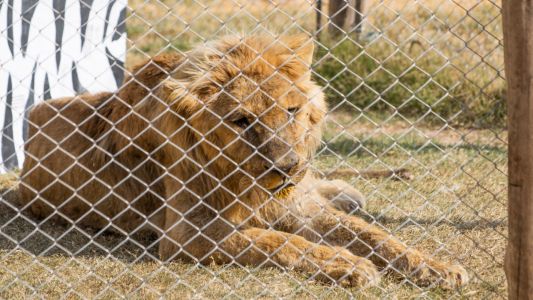 El león Tango tiene cáncer y transita una etapa terminal
