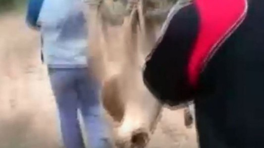 Buscan a dos personas que se filmaron matando a palazos a un puma