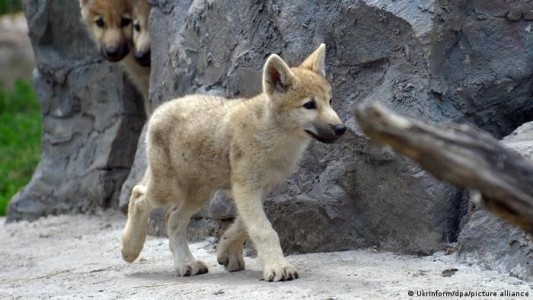 China anunció la primera clonación de un lobo ártico