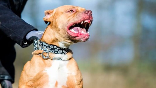 Un pitbull entrenado para la caza mató a una nena de 10 años