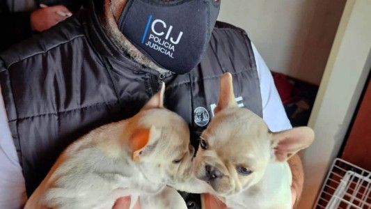 Clausuraron un nuevo criadero de perros ilegal: estaban en pésimo estado de salud