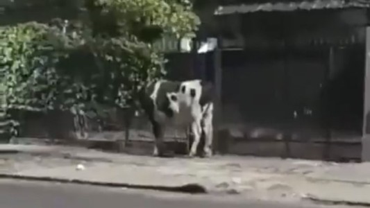 "Es un peligro": grabaron vacas sueltas en las calles de Quilmes