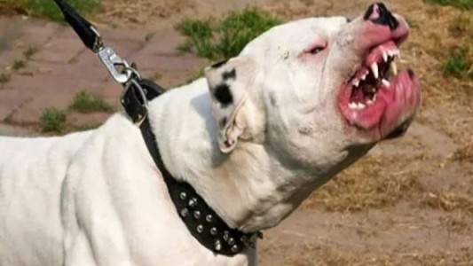 Un pitbull atacó a una beba y lo tuvieron que sacrificar para poder salvarla