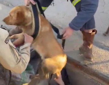 Santa Cruz: Emotivo rescate de una perra atrapada en una boca de tormenta