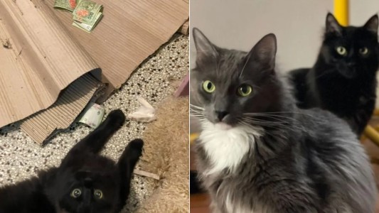 "Viene pasando hace bastante tiempo": gato entra a la casa del vecino en Palermo y le roba dinero