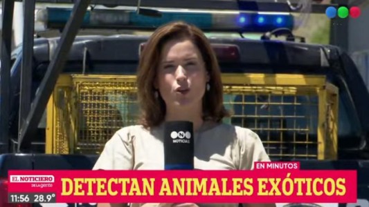 Secuestraron 47 pichones de loros en muy mal estado