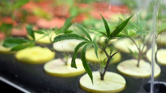 En todo el país: se realiza la 13va marcha de la marihuana