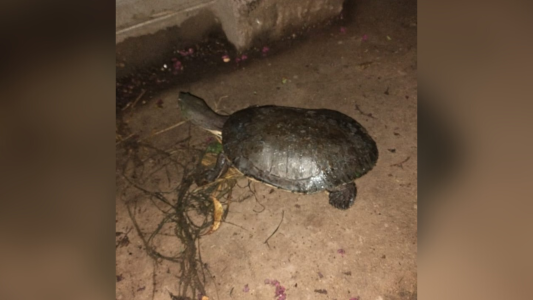 Se escapó una tortuga en Córdoba