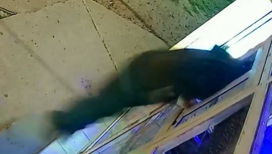 Video: Entró por la ventana a robar un kiosco