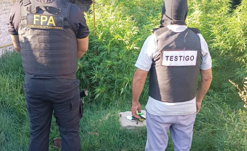 Desmantelan un invernadero de marihuana a metros de la Municipalidad de Monte Buey