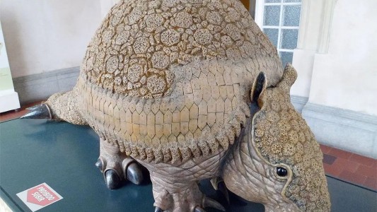 Encontraron dos gliptodontes de tres millones de años en Chapadmalal