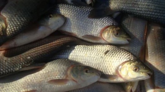 Agrotóxicos: Recomiendan no consumir peces del río Salado en Santa Fe