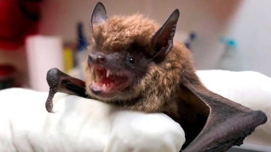 Detectaron un murciélago con rabia en La Plata y las autoridades recomendaron vacunar mascotas