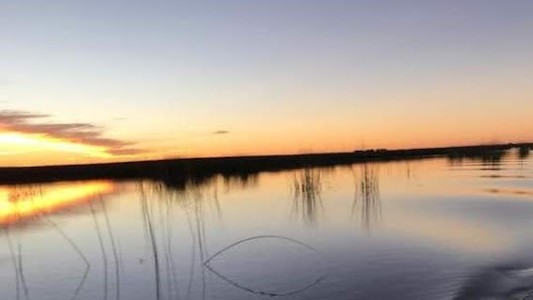 Puán: cerraron una laguna ante la aparición de aves muertas por influenza aviar
