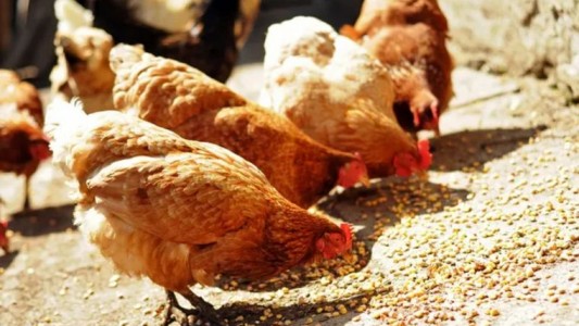 Gripe aviar: hay 2 nuevos casos y de los 14 en Argentina, 8 son en Córdoba