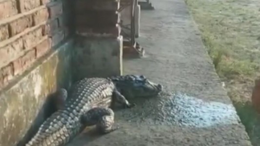 Video: Un yacaré apareció en una escuela durante primer día de clases