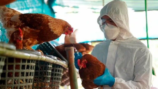 Senasa confirmó que ya se detectaron 40 casos de influenza aviar en el país