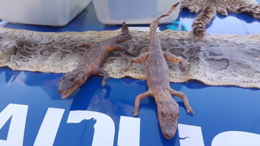 Allanaron una casa y encontraron más de 30 animales exóticos