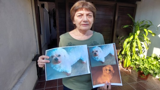 Robaron un auto con un perro adentro y la dueña pide su rescate