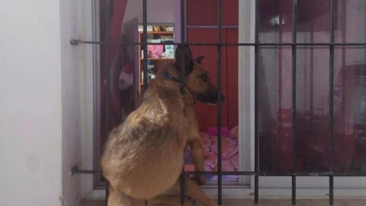 Rescataron a una perra que quedó atrapada en una reja
