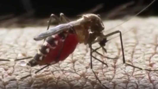 Sadino : "Se está por aprobar una vacuna contra el dengue"