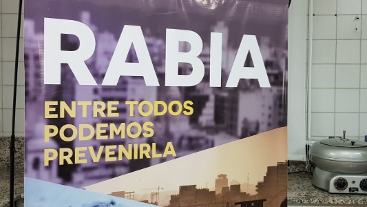 Confirman caso murciélago con rabia: Fue localizado en Nueva Córdoba
