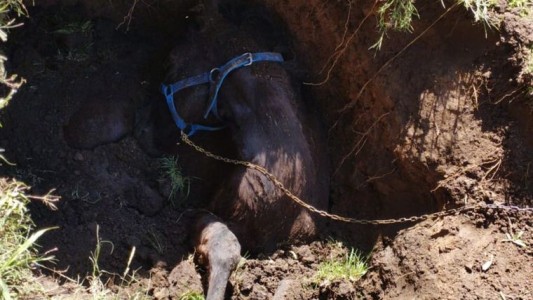Bomberos rescatan con éxito a un caballo que estaba atrapado tras caer a un pozo