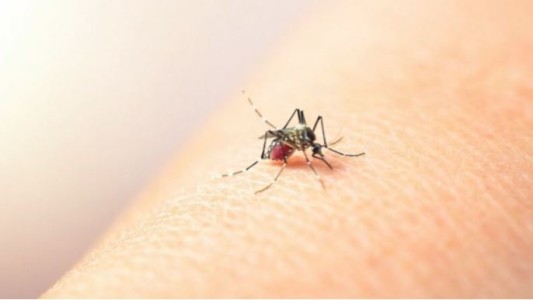 Alerta dengue: ya son 39 los muertos en el país y los especialistas advierten sobre la presencia de un nuevo genotipo del virus