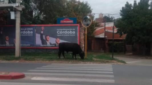Insólito: Un toro suelto en las calles de Córdoba