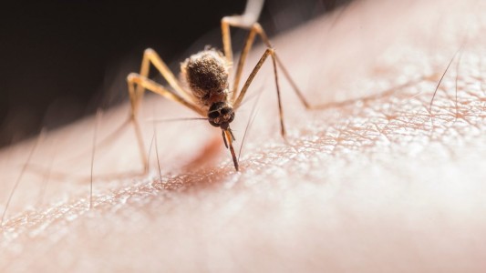 Dengue en Córdoba: falleció una mujer de 50 años y ya suman 5.473 casos