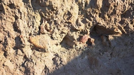 Encontraron en Mar Chiquita restos fósiles de un megaterio