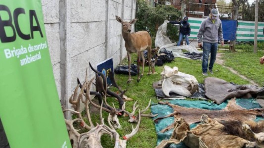 Talleres clandestinos fabricaban productos con partes de animales protegidos