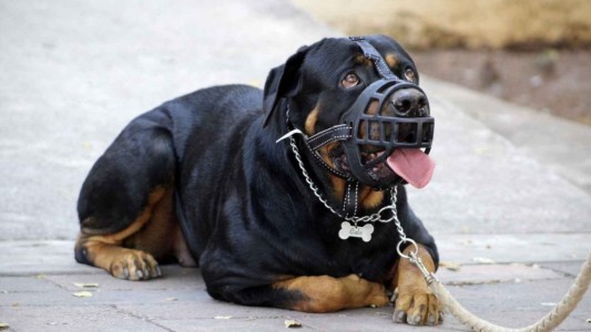 Crean un registro de perros peligrosos en Córdoba