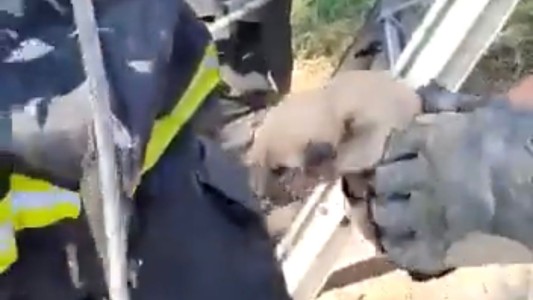 Impresionante operativo del DUAR para rescatar tres cachorritos