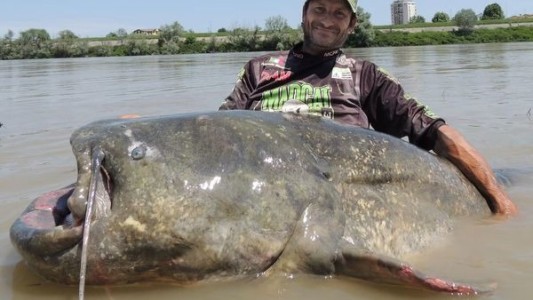 De no creer: capturaron un pez de apariencia prehistórica y del largo de una camioneta