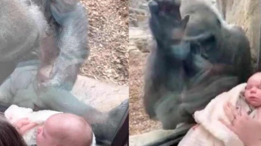 El video más tierno del año: mamá humana y gorila presentaron a sus bebés