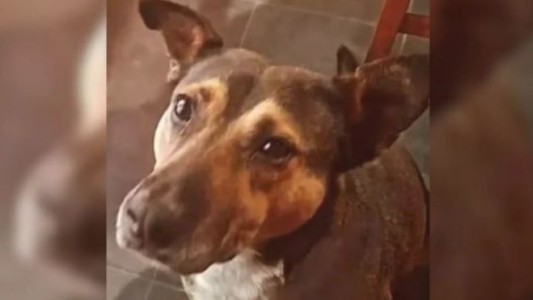 Maltrato animal en Neuquén: ataron a un perro callejero a su camioneta y lo arrastraron por 15 cuadras