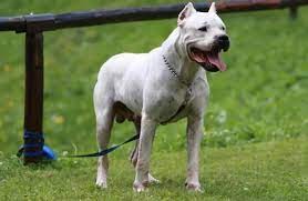 Tres individuos fueron atacados por perros dogos