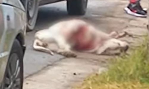 El dueño de los perros Dogo: “Le pido mil perdones a la familia”