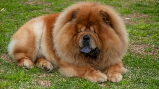 Una mujer fue atacada por un Chow Chow y recibió 40 puntos de sutura