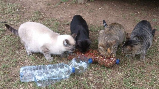 Mutación mortal: alerta por un virus que está causando la muerte de miles de gatos